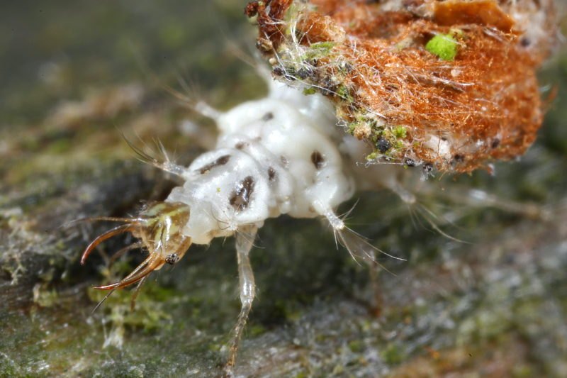 larve met camouflage, Franjegaasvlieg Chrysopidia ciliata