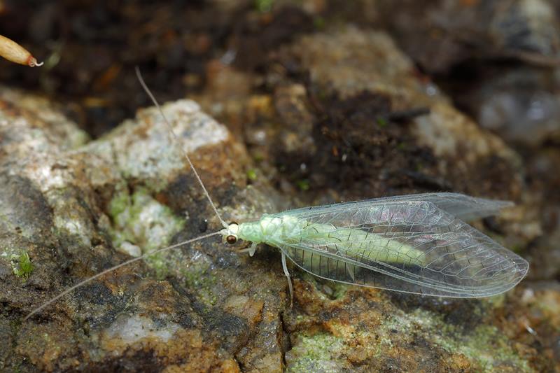 Franjegaasvlieg, Chrysopidia ciliata