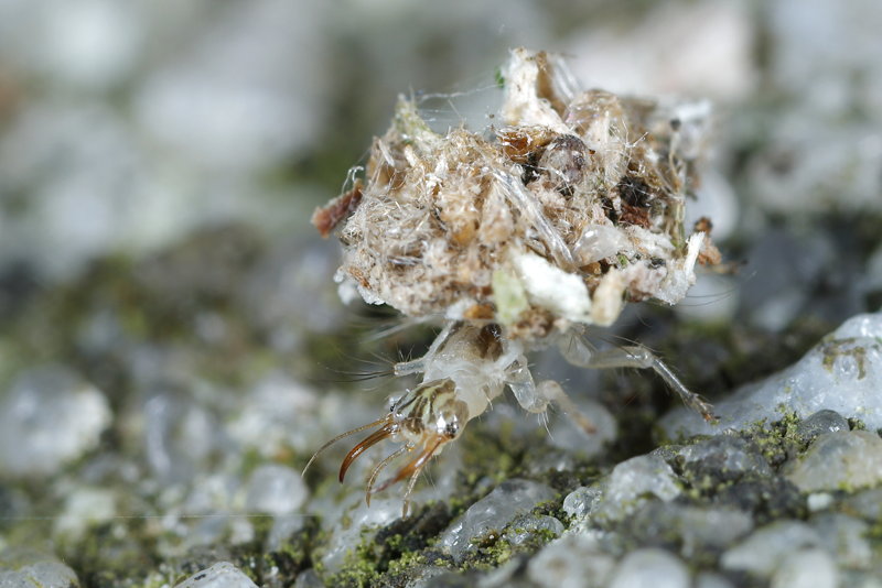 Franjegaasvlieg larve, Chrysopidia ciliata, met camouflage