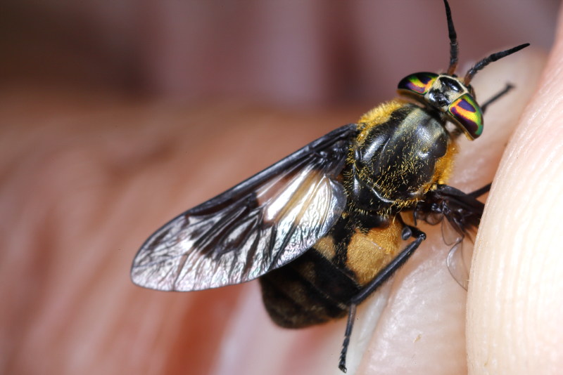 Beekgoudoogdaas, Chrysops caecutiens ♀