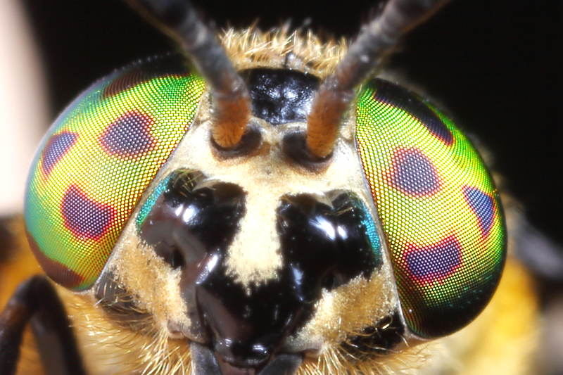 Beekgoudoogdaas, Chrysops caecutiens ♀