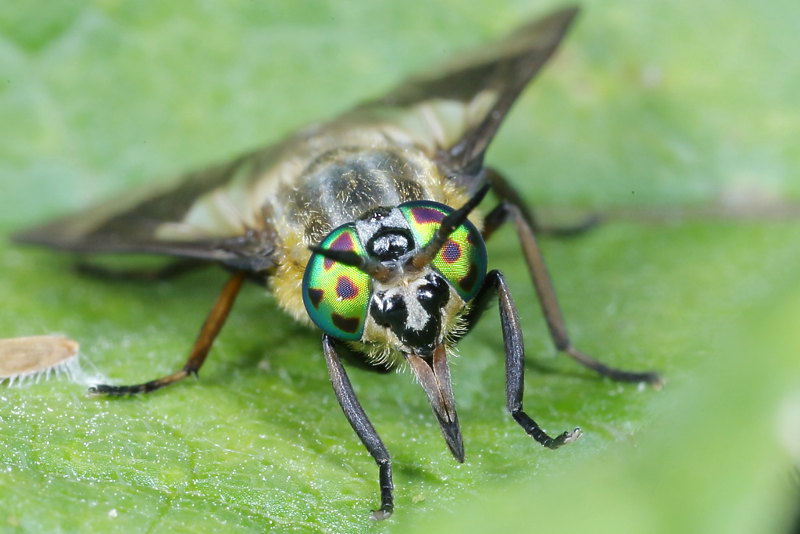 Gewone goudoogdaas Chrysops relictus ♀