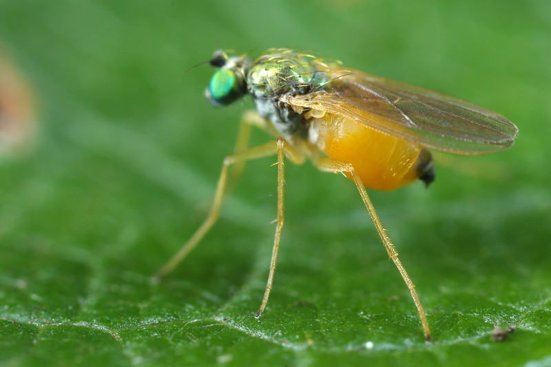 Chrysotimus molliculus ♀