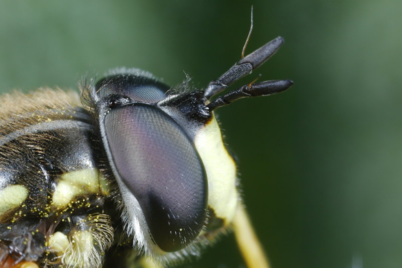 Chrysotoxum cautum, Grote fopwesp ♂