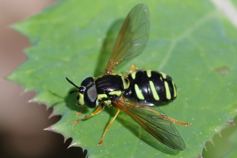 Chrysotoxum vernale, Streepfopwesp ♂