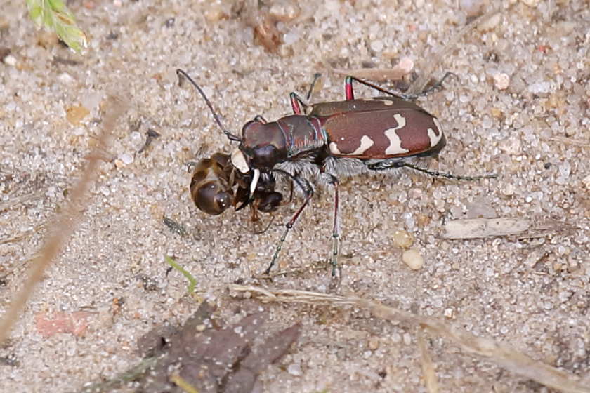 Zandroofkever eet mier, Cicindela hybrida