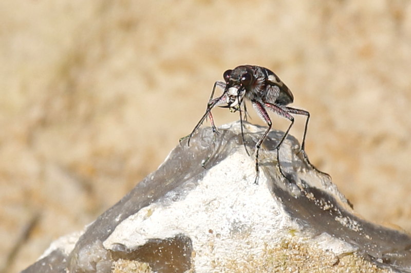 Zandroofkever op de uitkijk, Cicindela hybrida