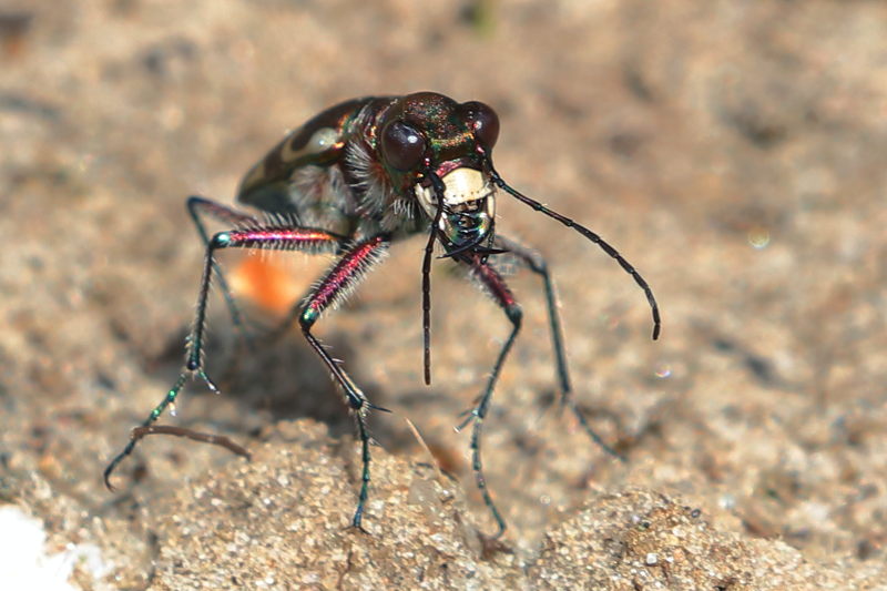 Zandroofkever, Cicindela hybrida