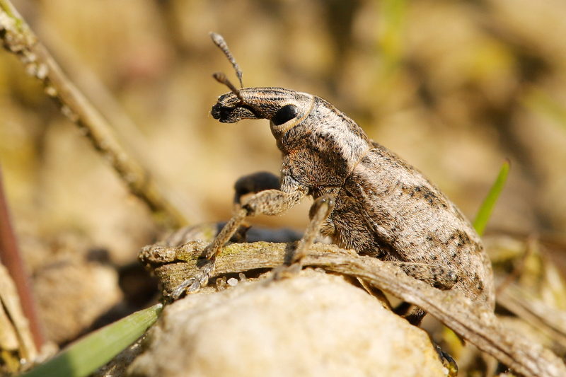 distelgalsnuitkever, Cleonis pigra