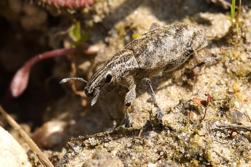 distelgalsnuitkever, Cleonis pigra