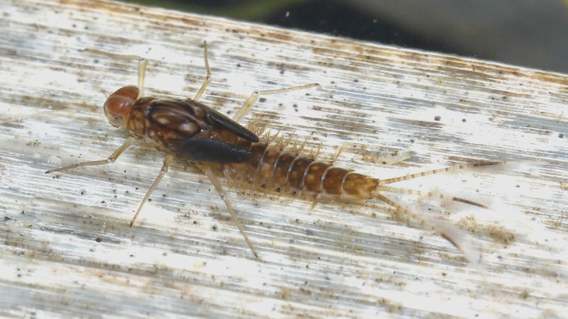 Gewone tweevleugel, Cloeon dipterum, volgroeide larve ♂