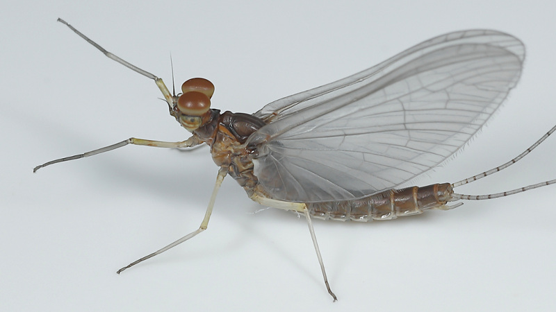 Gewone tweevleugel, Cloeon dipterum, subadult ♂