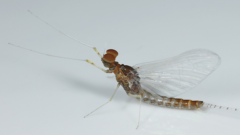 Gewone tweevleugel, Cloeon dipterum, adult ♂