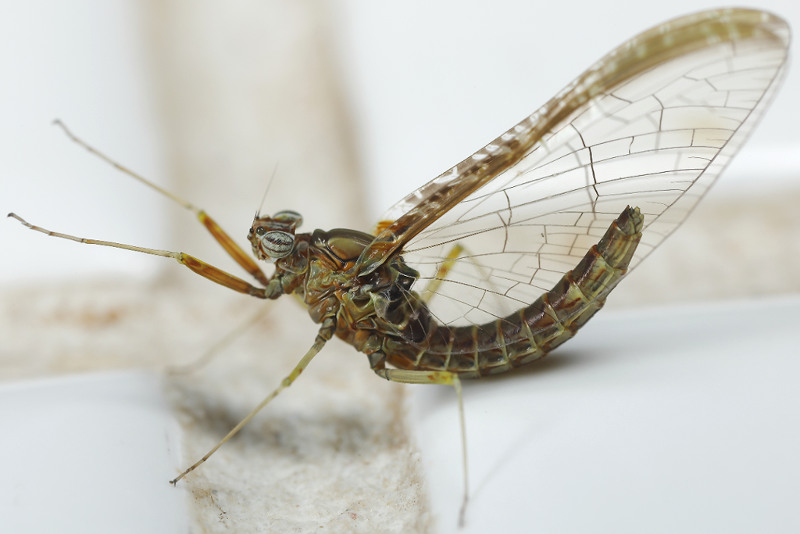 Gewone tweevleugel, Cloeon dipterum, adult ♀