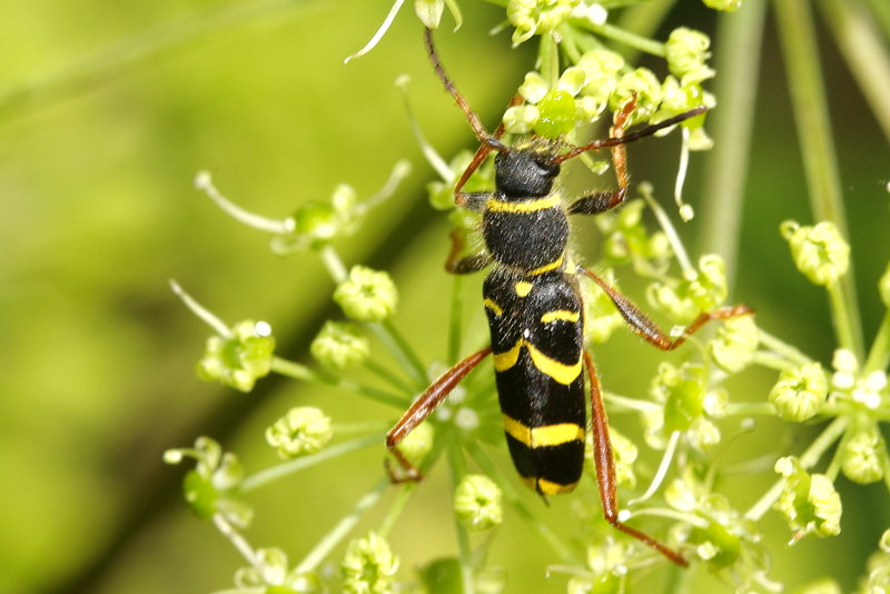 Kleine wespenboktor, Clytus arietis