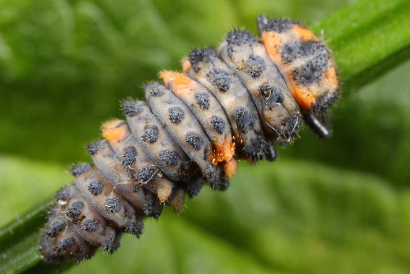 Bosmierlieveheersbeestje, Coccinella magnifica, larve