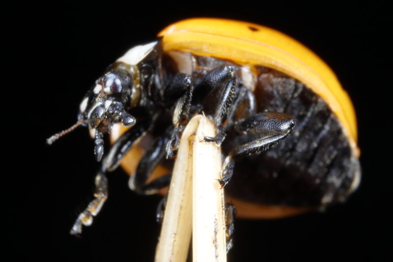 Bosmierlieveheersbeestje, Coccinella magnifica