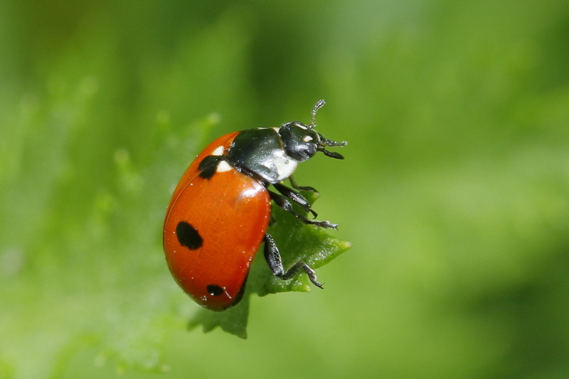Vijfstippelig lieveheersbeestje, Coccinella quinquepunctata