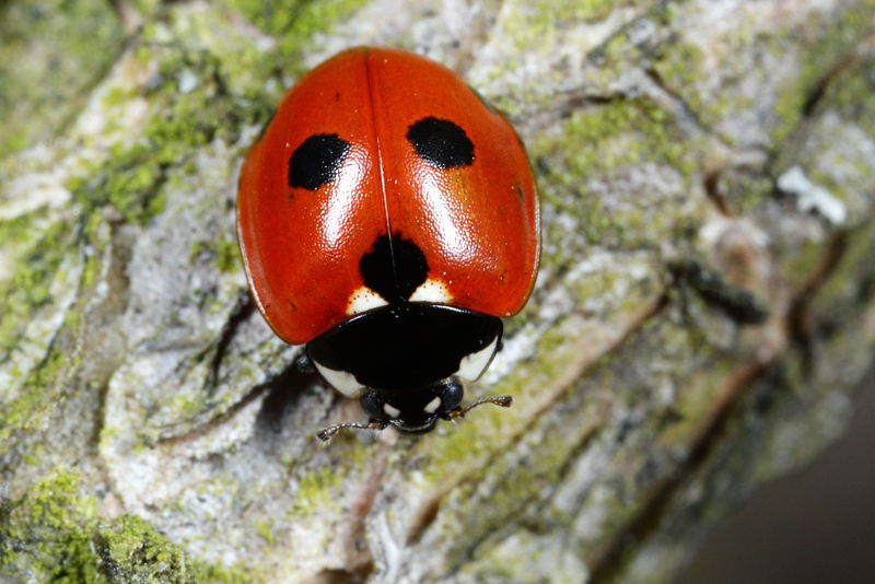 Vijfstippelig lieveheersbeestje, Coccinella quinquepunctata