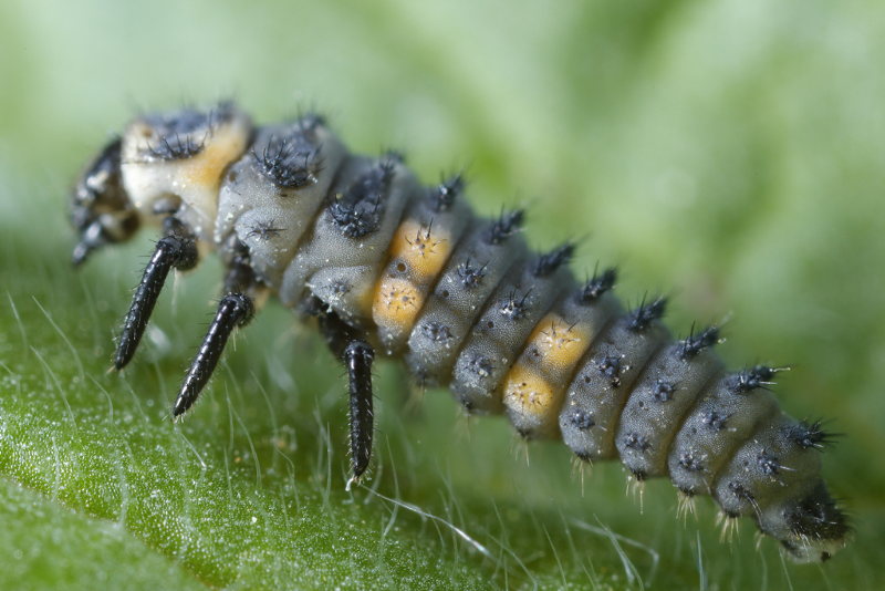 Zevenstippelig lieveheersbeestje, Coccinella septempunctata, larve