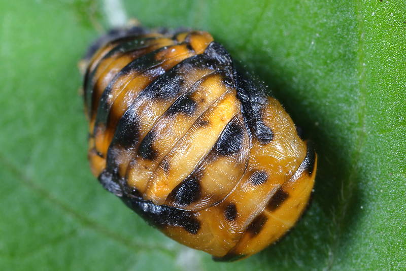 Zevenstippelig lieveheersbeestje, Coccinella septempunctata, pop