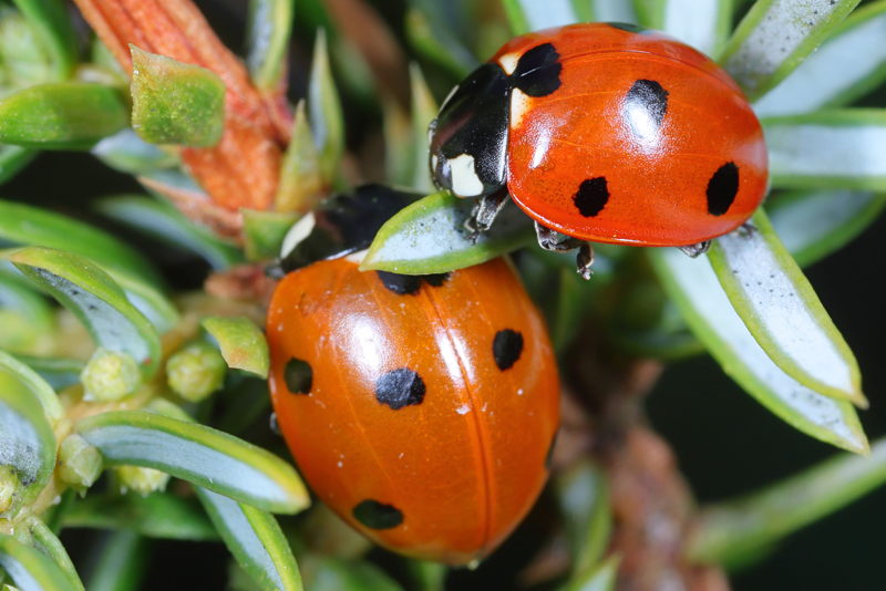 Zevenstippelig lieveheersbeestje, Coccinella septempunctata