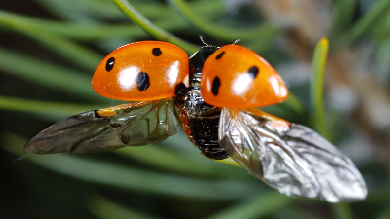 Zevenstippelig lieveheersbeestje, Coccinella septempunctata