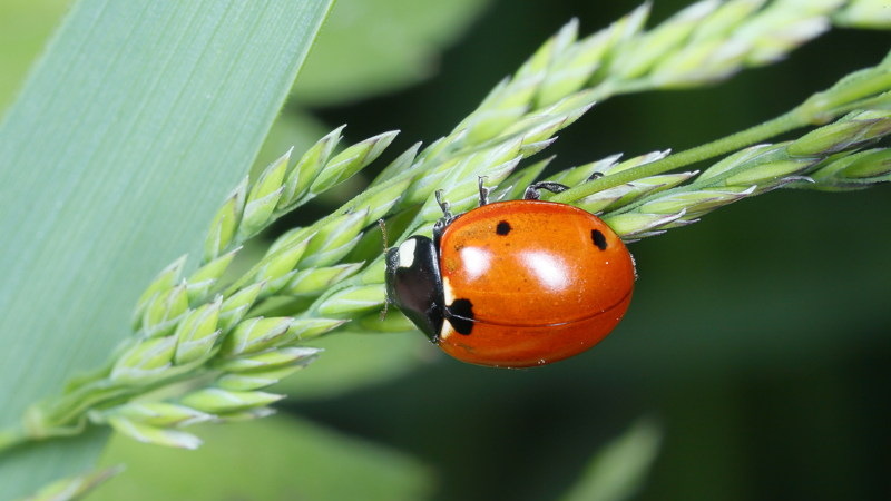Zevenstippelig lieveheersbeestje, Coccinella septempunctata