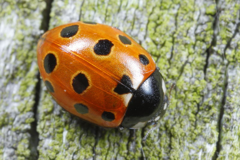 Elfstippelig lieveheersbeestje, Coccinella undecimpunctata
