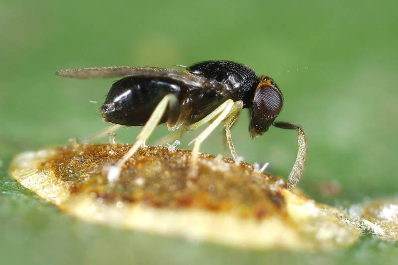 Coccophagus