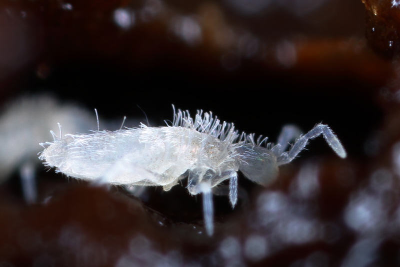 Coecobrya tenebricosa