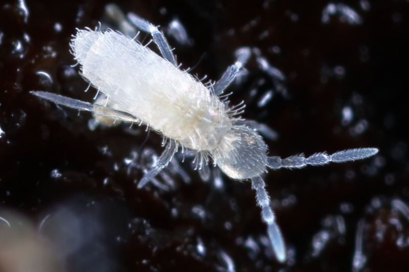 Coecobrya tenebricosa