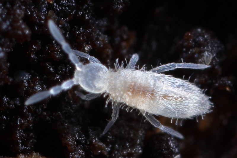 Coecobrya tenebricosa