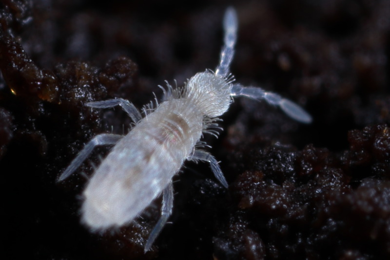 Coecobrya tenebricosa