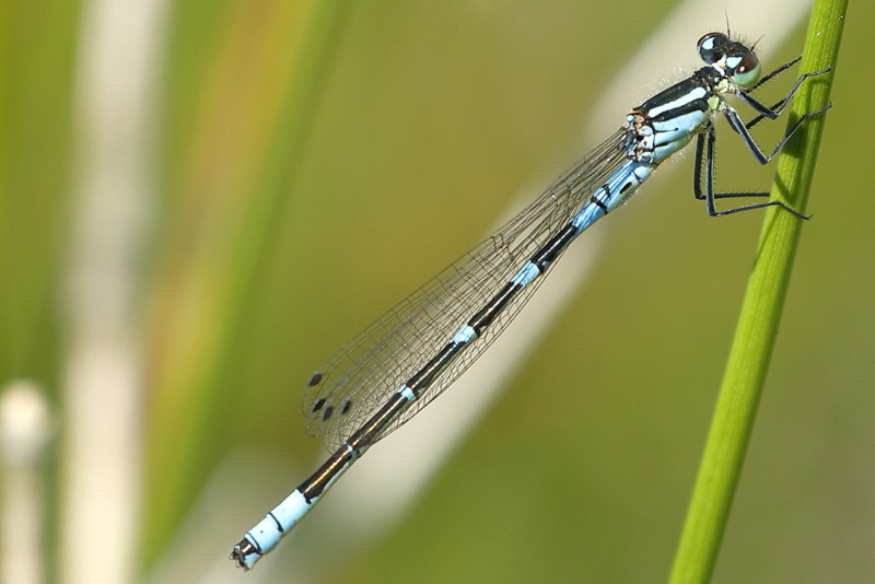 Maanwaterjuffer, Coenagrion lunulatum ♂