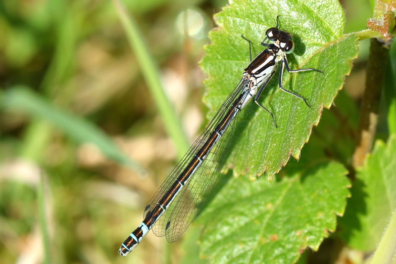 Maanwaterjuffer, Coenagrion lunulatum ♀