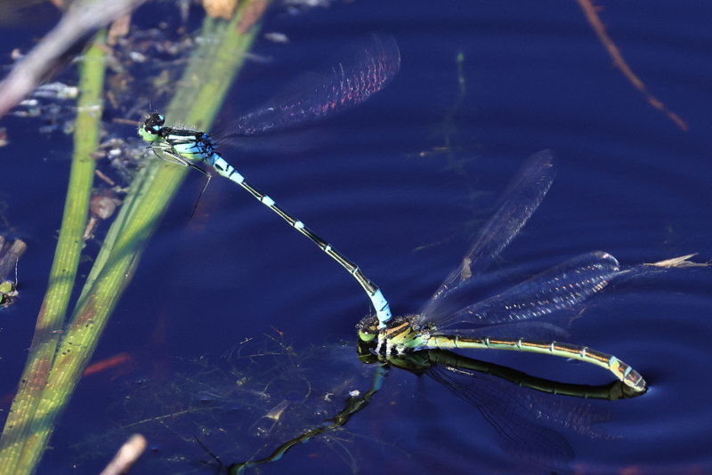 Maanwaterjuffer, Coenagrion lunulatum eileggen