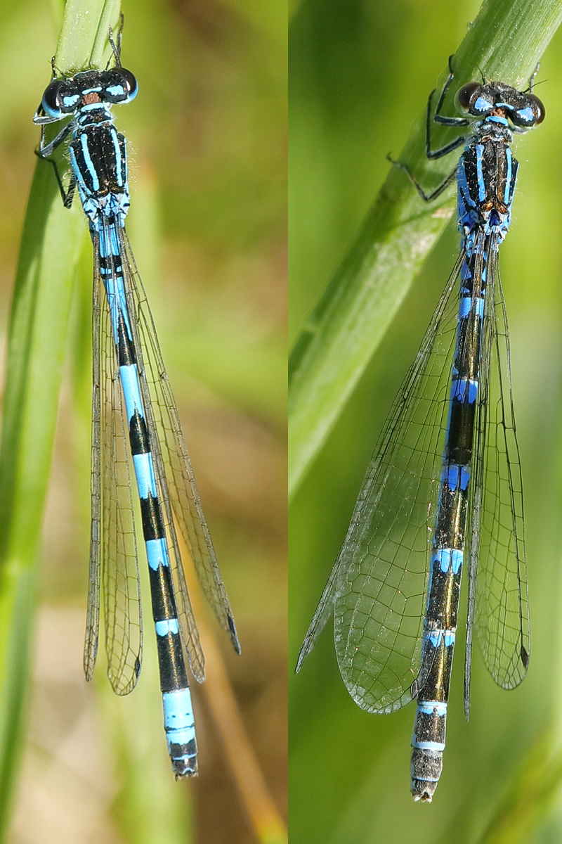 Vogelwaterjuffer, Coenagrion ornatum ♂ ♀