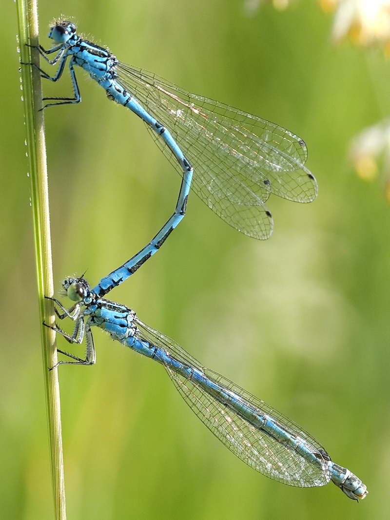 Vogelwaterjuffer, Coenagrion ornatum ♂ ♀