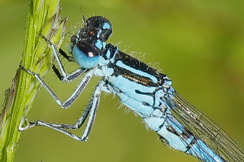 Vogelwaterjuffer, Coenagrion ornatum ♂
