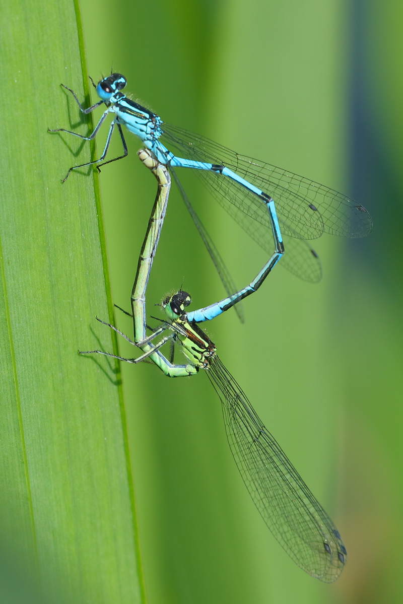Azuurwaterjuffer, Coenagrion puella