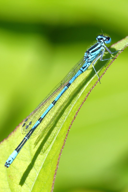 Azuurwaterjuffer, Coenagrion puella