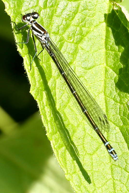 Azuurwaterjuffer, Coenagrion puella