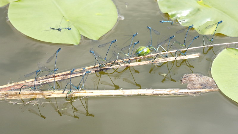 Azuurwaterjuffer, Coenagrion puella, eiafzetten