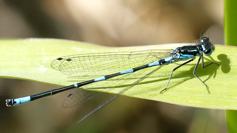 Variabele waterjuffer, Coenagrion pulchellum ♂