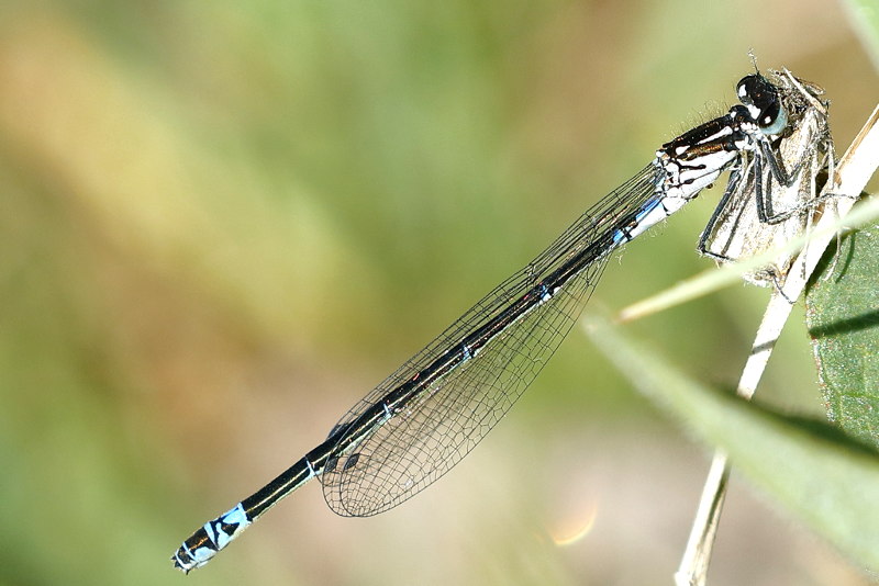 Variabele waterjuffer, Coenagrion pulchellum ♀