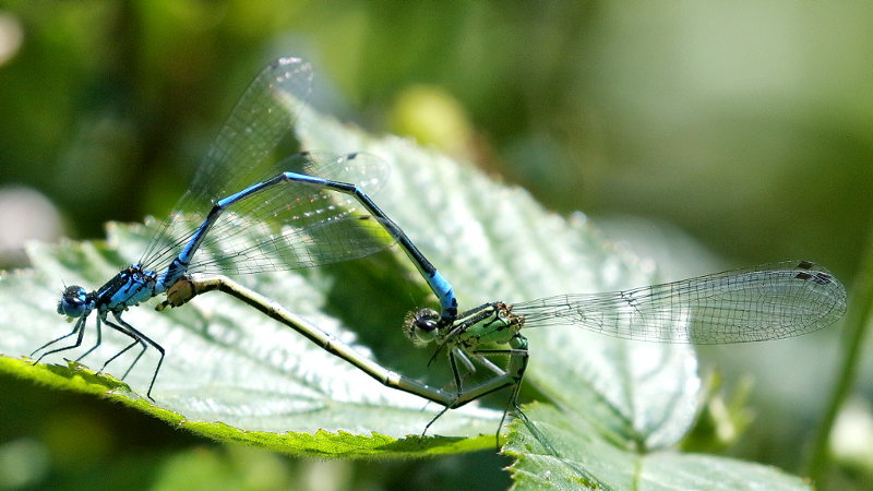 Variabele waterjuffer, Coenagrion pulchellum