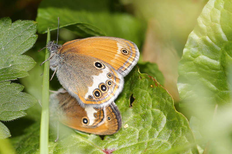Tweekleurig hooibeestje, Coenonympha arcania (FR)