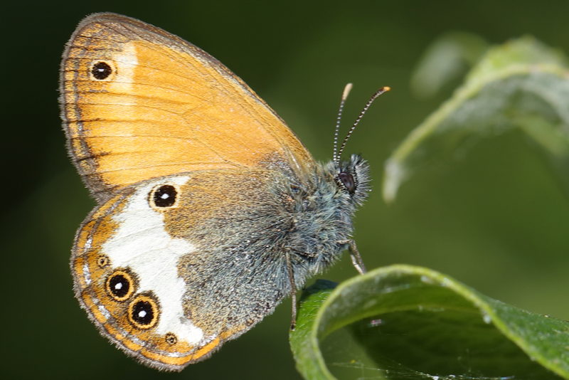 Tweekleurig hooibeestje, Coenonympha arcania (BG)