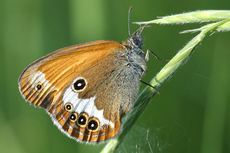 Tweekleurig hooibeestje, Coenonympha arcania (BG)